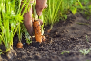 Lost & Found & Carrots