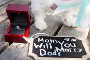 A Pedigreed Proposal